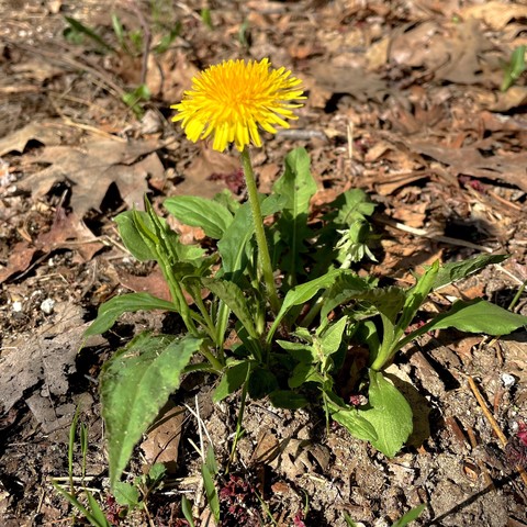 A bright yellow dandelion flower is blooming among green leaves on the ground, surrounded by brown fallen leaves and patches of dirt.