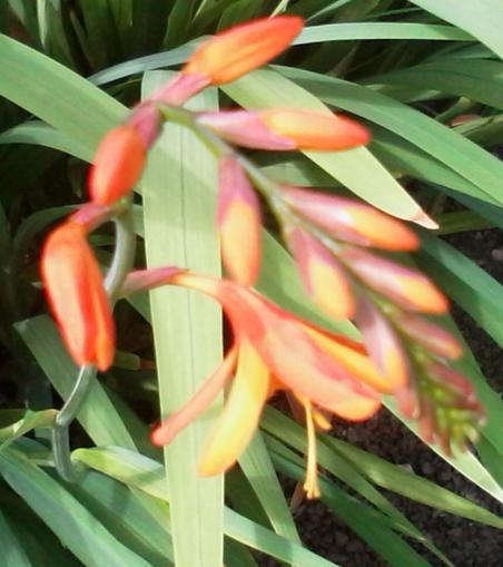 Orange crocosmia flower buds starting to open in front of the sword-like green leaves