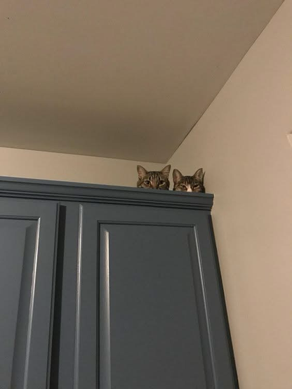 (2 cats peering over the top of kitchen cabinets)