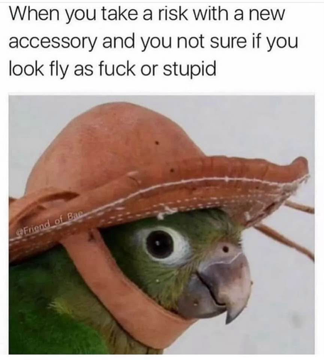 (Parrot with a goofy hat)  When you take a risk with a new accessory and you not sure if you look fly as fuck or stupid