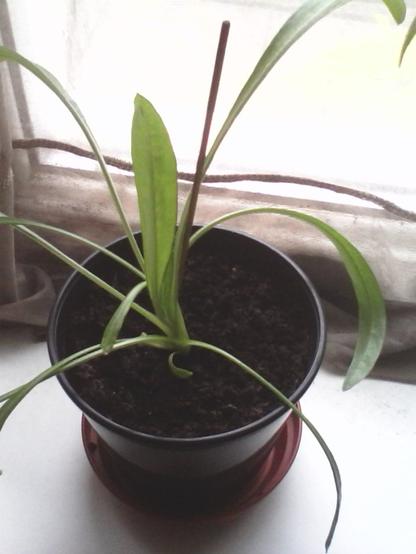 A Gazania plant in a black plastic pot showing slender green leaves