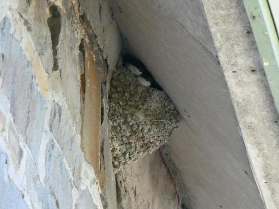 A photo of two young house martins peeking over the end of their mud nest cup under the eaves of a stone house.