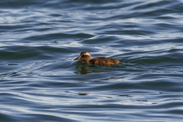 Eider duckling swimming in the sea.
