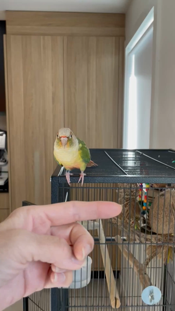 A yellow and green parrot flying to a wiggling finger.