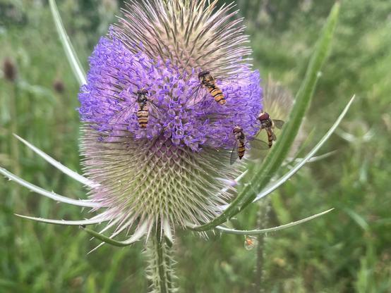 A teasel with a band of purple florets around the middle with 4 hoverflies feeding.