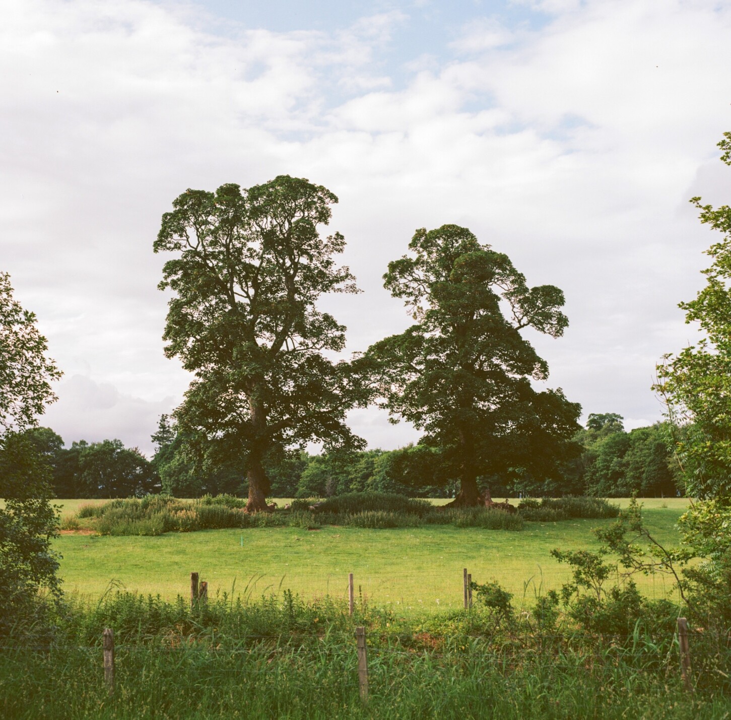 A colour photograph of two trees standing tall in a field. The light is slightly golden and the trees are surrounded by all kinds of greenery. The sky is softened by clouds with some powdery blue visible through them.