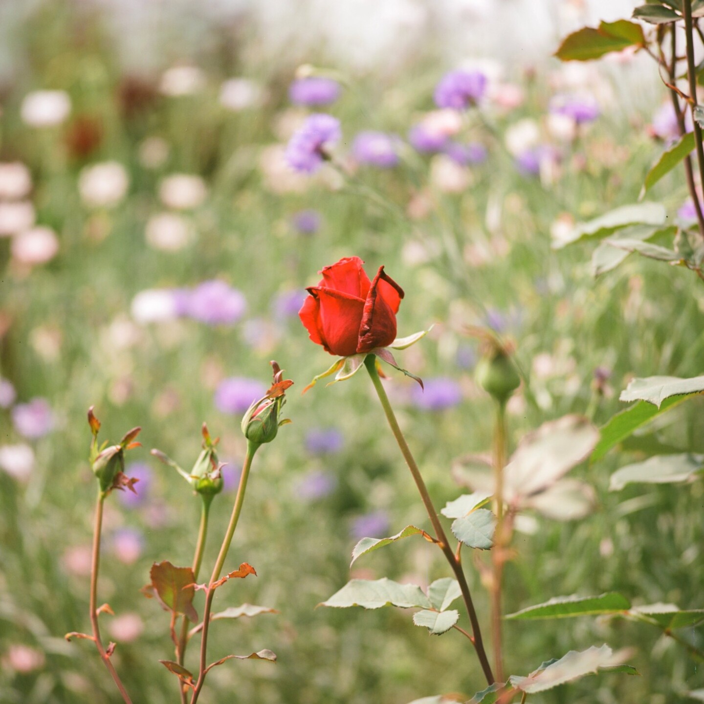 A colour photograph of a single red rose with a green and purple and pink garden full of flowers out of focus behind it.