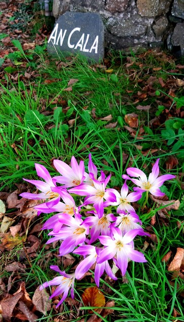 Autumn crocus flaunt their gaudiness against a background of grass and fallen leaves. At the top of the image is the name of the house "An Cala", engraved and picked out in white on a piece of Easdale slate.