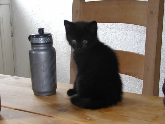 Penny, on the day she arrived, sitting on the kitchen table beside a bidon -- a cyclist's water bottle. She's not much bigger than it.