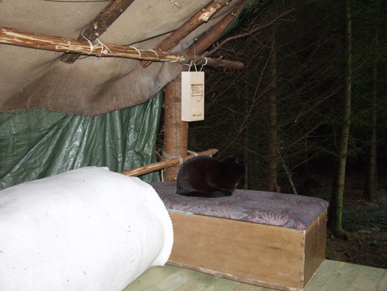 Penny, sitting in our shelter in the wood when we were properly homeless. She's sitting on a box with a padded top. Her fur is fluffed up because it's cold. Behind her, the dark wood, with densely packed spruce trees.