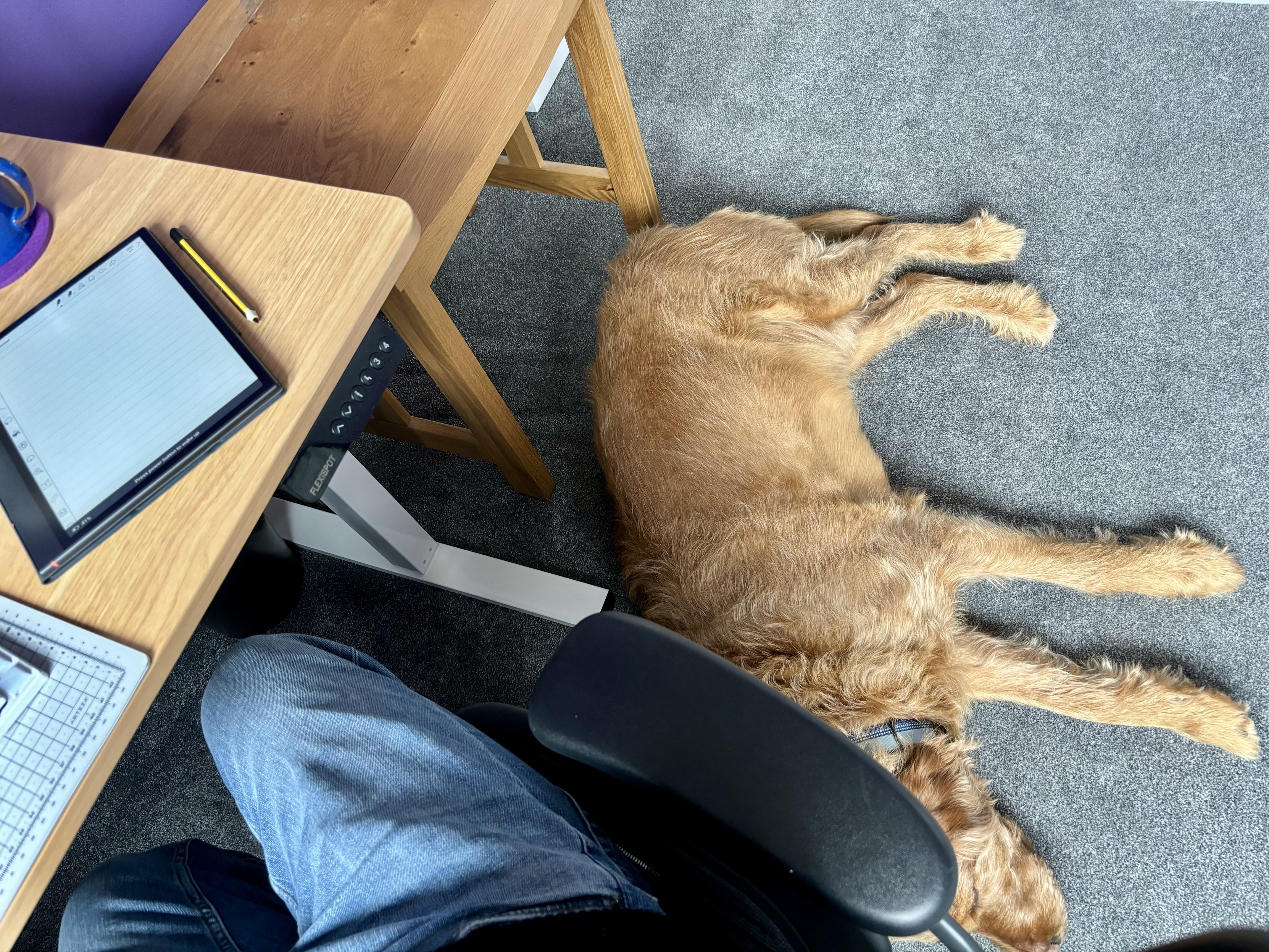 Dog asleep beside my office chair