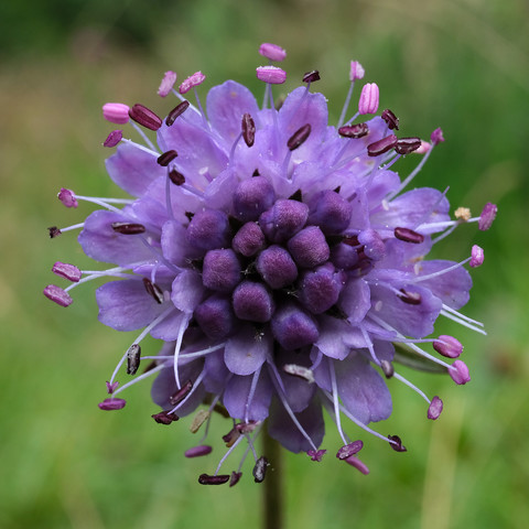 A single flowerhead on a stalk, directly facing the camera. The flower is only partially opened. in the centre are tightly packed 'spheres' of unopened petals. The further to the edges the petals become progressively open. Stamens protrude from the outer open parts in an almost haphazard way. The tight centre is deep purple, the outers are much lighter purple.