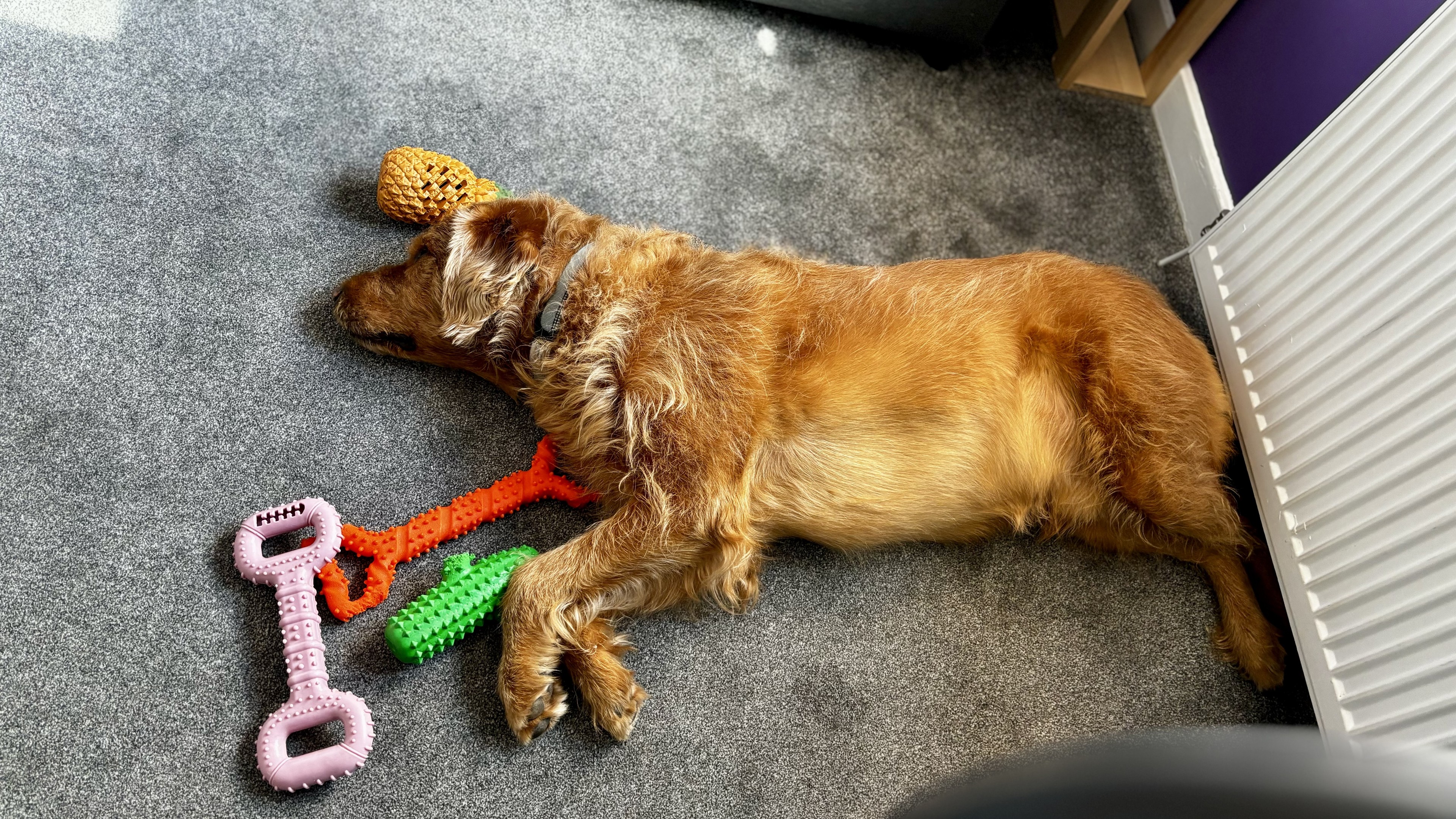 My dog Whisky lying on the office floor behind my chair with several of his toys