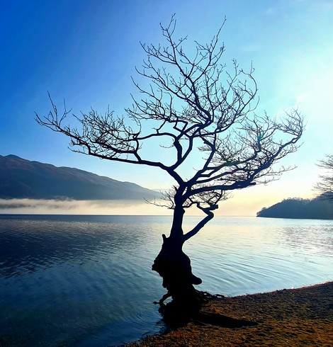 A tree on the shore of Loch Lomond silhouetted against the early morning sky, with mist drifting across the water.
