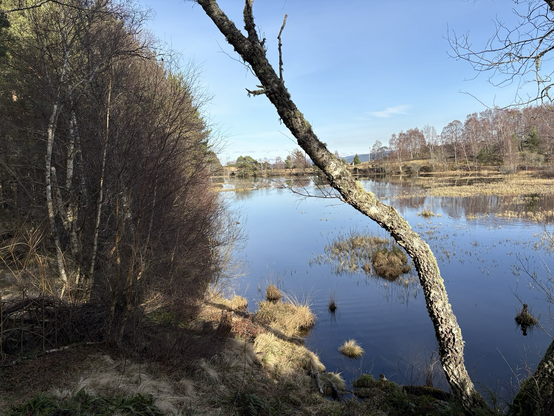 View over a pond. Blue skies. Serene. 