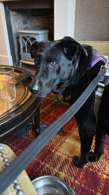 Black German shepherd / Labrador cross looks back towards the camera. Empty glass and another phone lying on the table.  