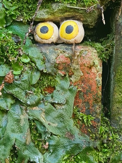 A pair of yellow eyes emerging from a gap between the stones of an old wall.