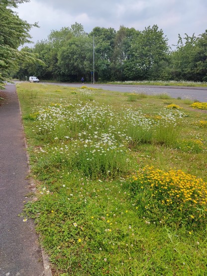 A large grassy verge with buttercups and tall daisies. Mature trees in the background.