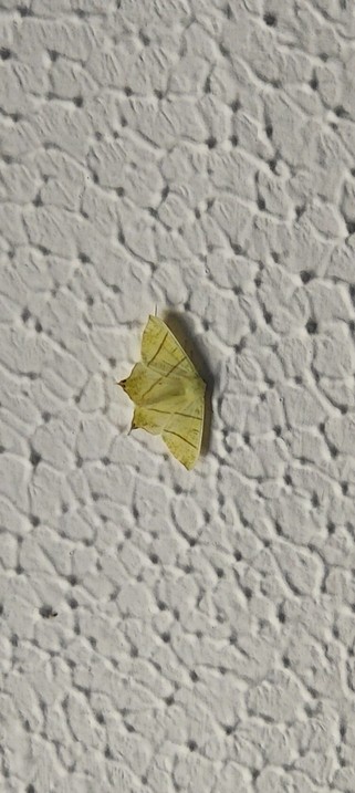 Beautiful as yet unidentified large greeny yellow moth on an artex ceiling.