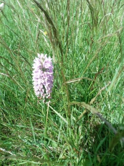 A pinky-purple flower spike of Spotted Heath Orchid growing in my meadow.