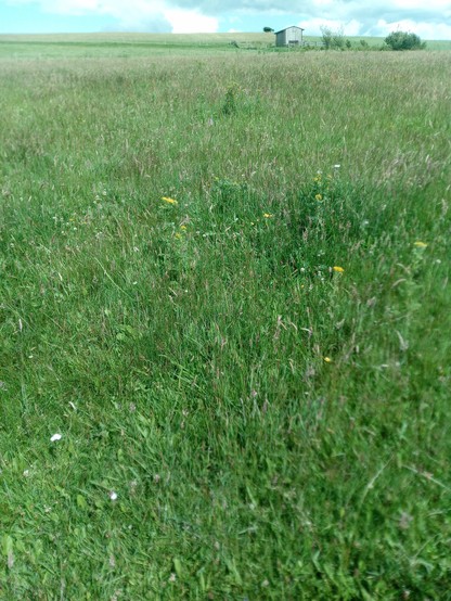 A more general view of the meadow. The orchid in the other picture is close to the centre of this picture, but I hope this one illustrates how species-rich the meadow is.