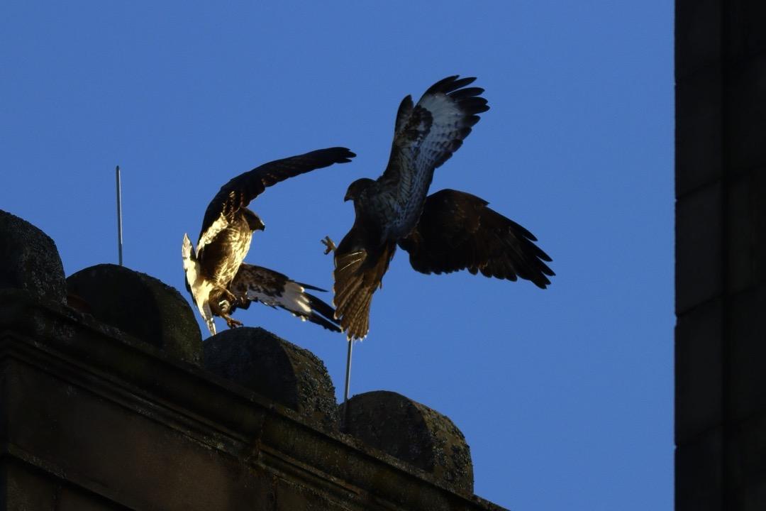 Two buzzard having a mid-air tussle above a roof against blue sky