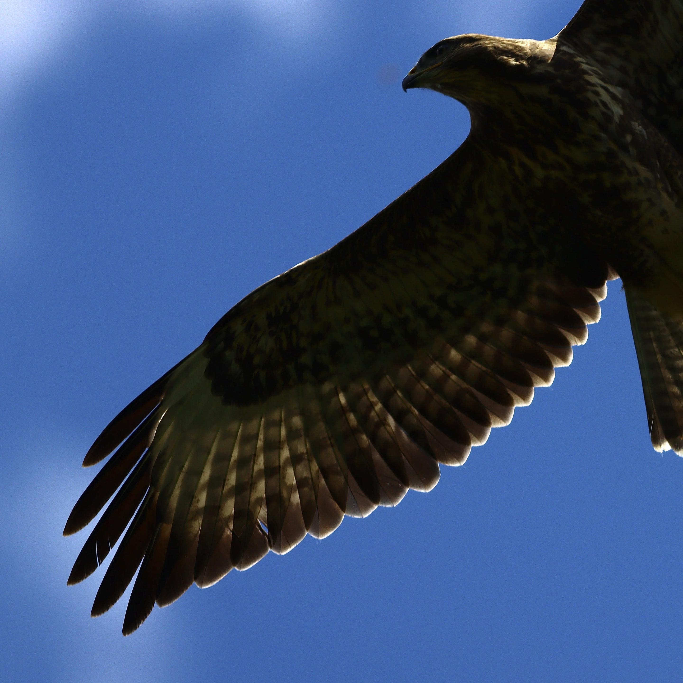 Close up of a buzzzard from below as it flies overhead in blue sky 