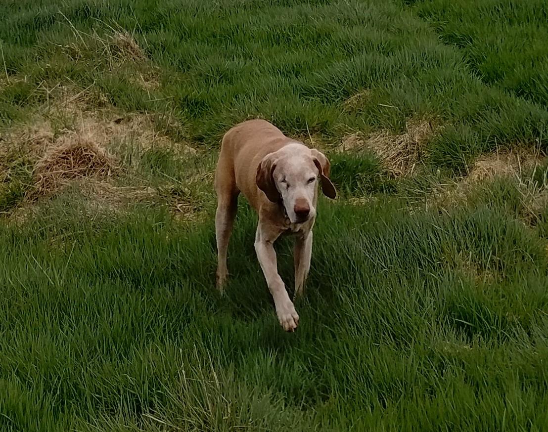 Doshie (an old one eyed Viszla) trotting across some grass toward the camera.