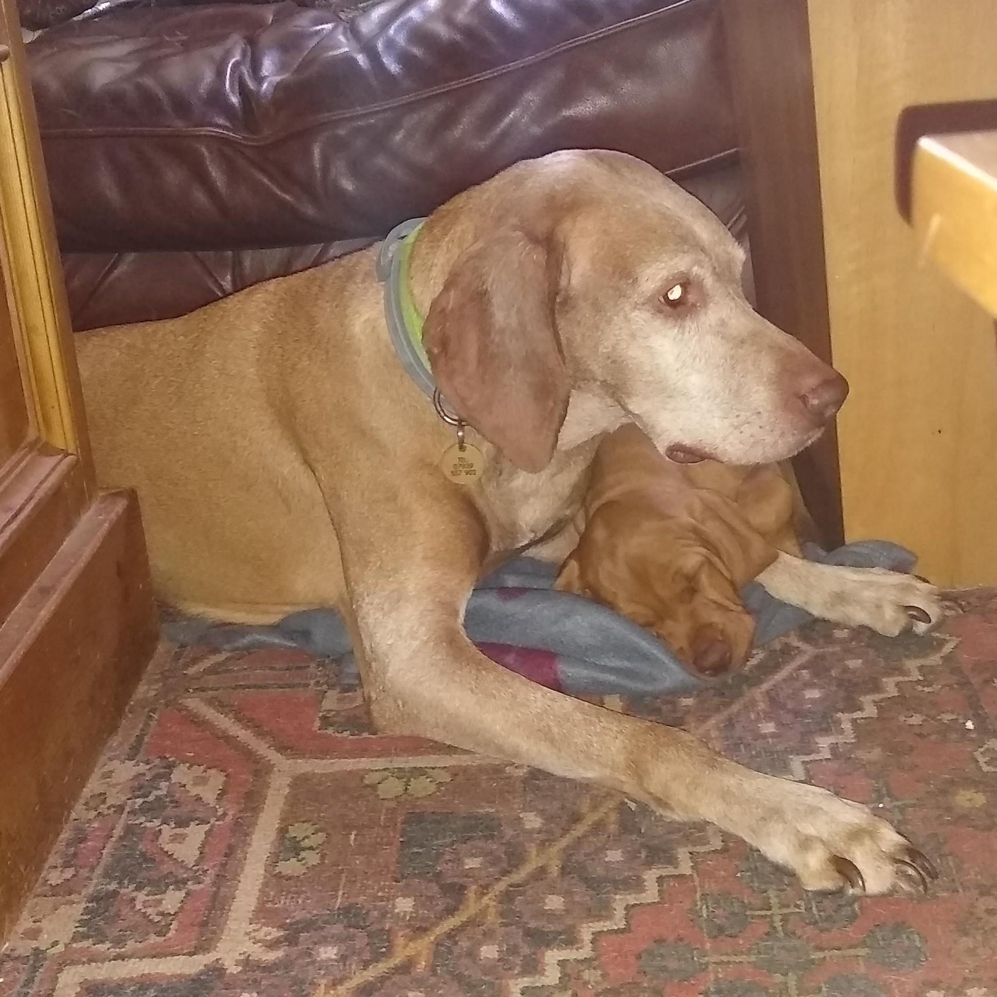 Doshie (a viszla) lying down with a small viszla puppy (Hazel) curled up over one of his front legs.