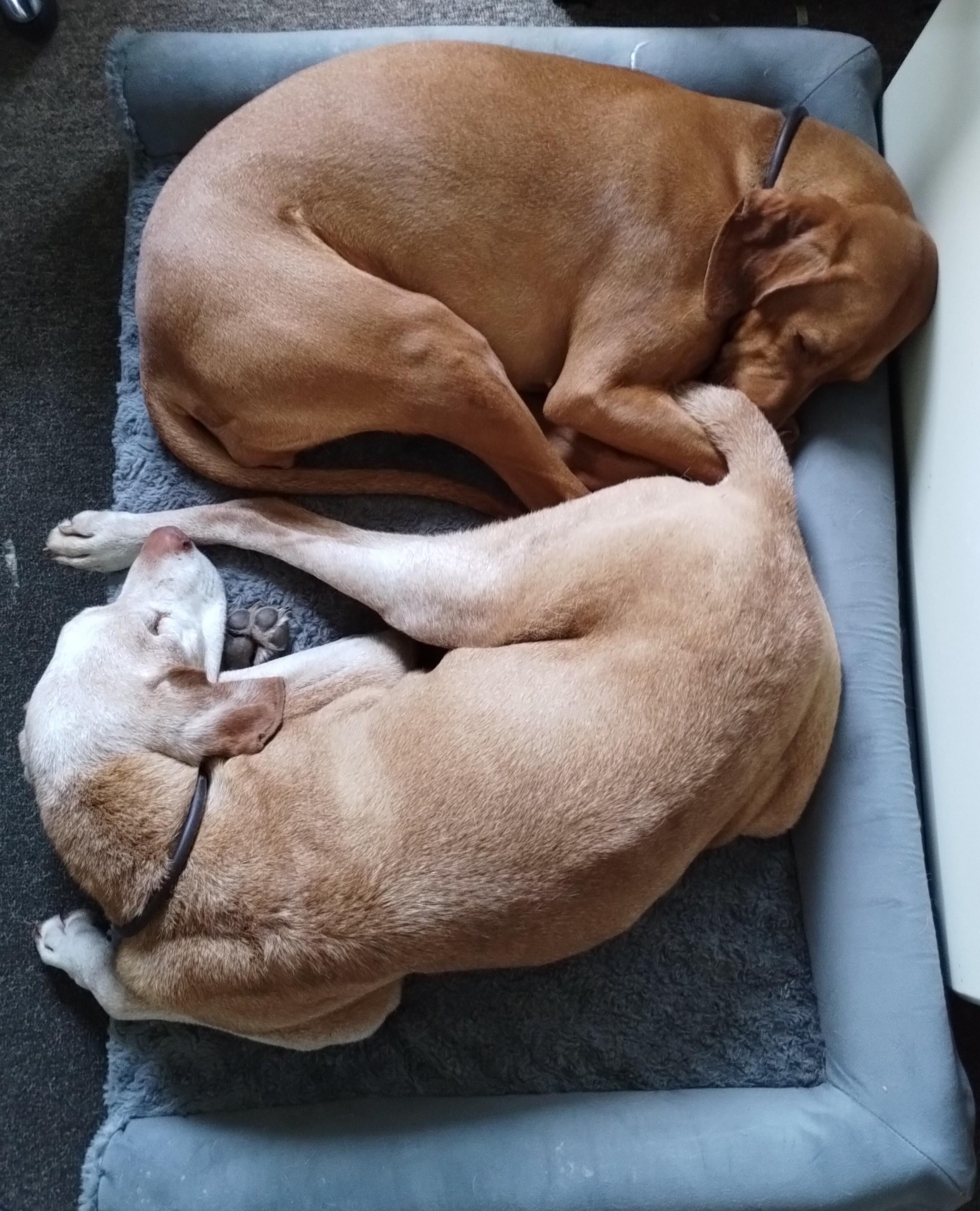 Doshie and Hazel (an old one eyed viszla and a young viszla) curled up together on a dog bed)