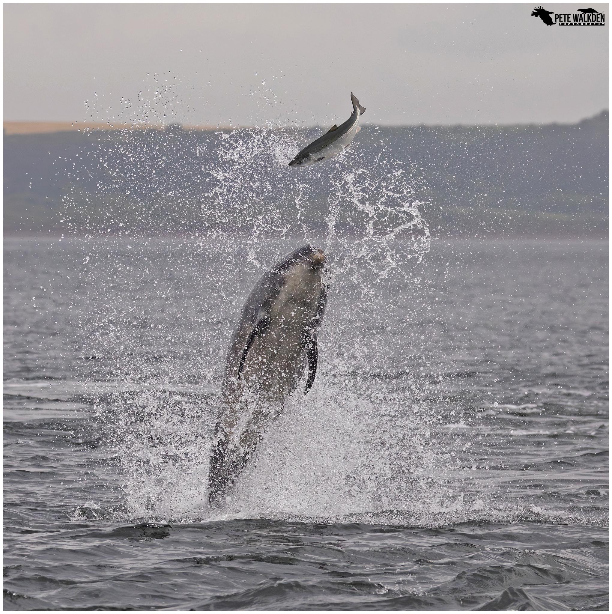 A photo of a bottlenose dolphin exploding from the sea flipping a salmon even higher into the air.