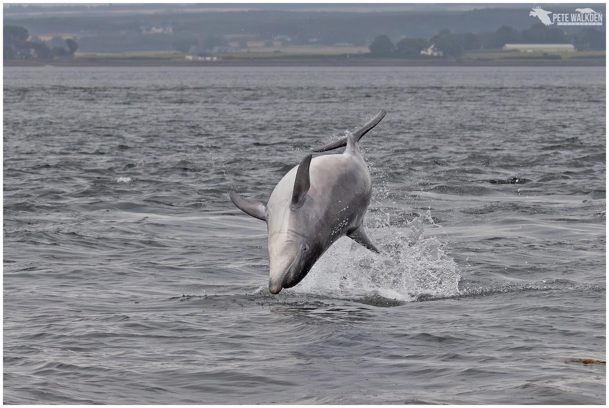 A photo of a bottlenose dolphin breaching and flipping over.