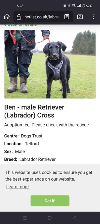Screenshot of rescue dog Ben, a black retriever cross. To misquote Debbie Harry, I want that dog.