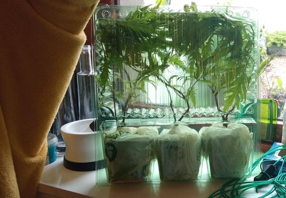 Three small trees in a plastic shipping encasement.