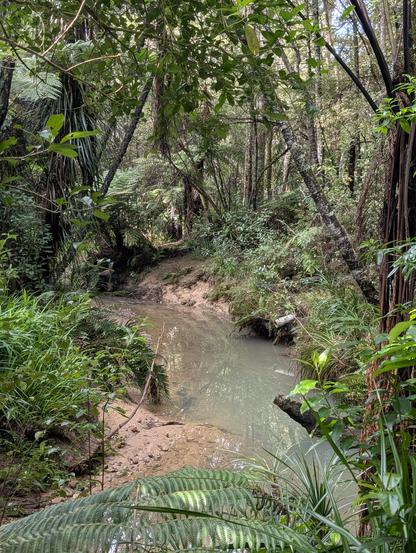 Small stream in a fully surround by lush native Aotearoa New Zealand bush