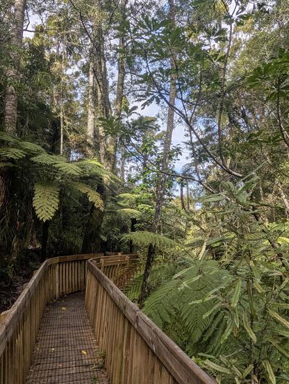 Wooden walkway through New Zealand bush