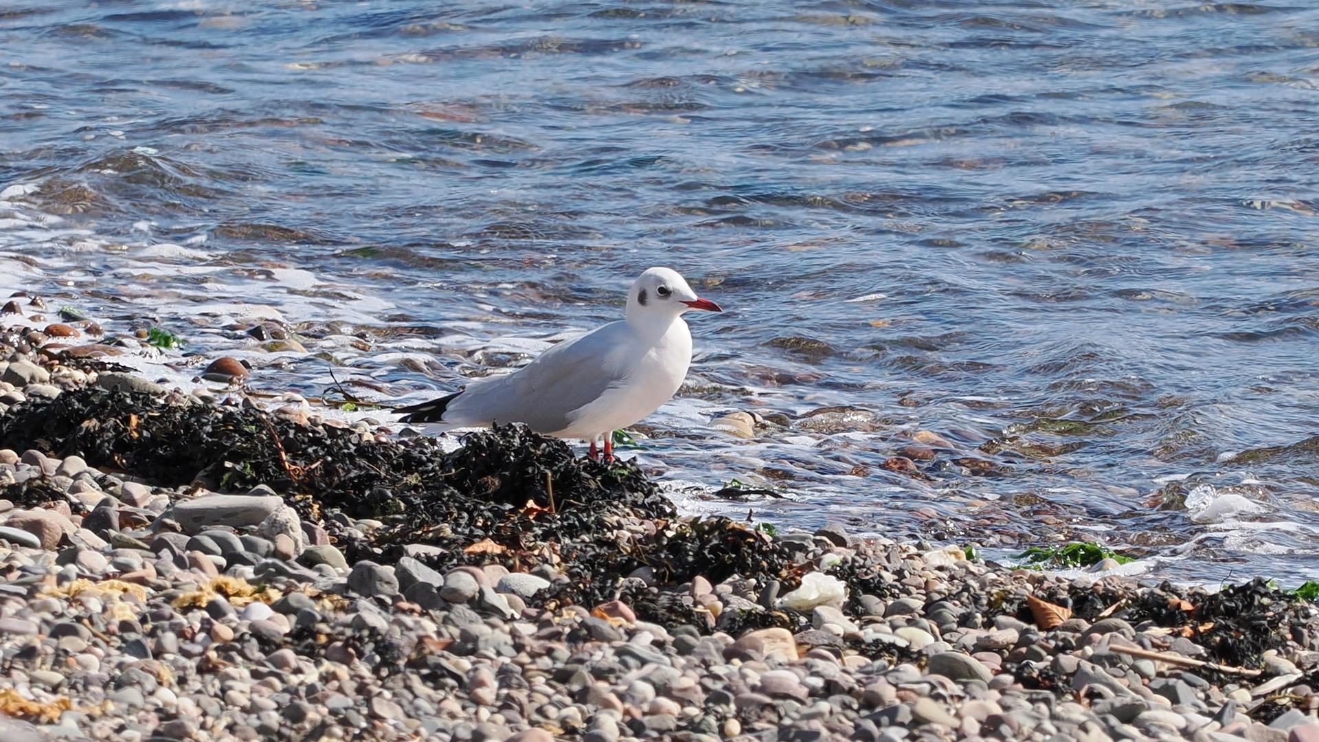 A black-headed gull in white and light grey winter plumage, walking to the right among seaweed and pebbles at the edge of a blue river with white foam splashes.