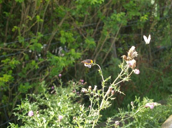 A rather ragged thistle plant in sunlight, against a shaded hedge behind. Many of the flowers have turned to tufted white seed-heads, but on one that remains at the top of the plant, a red admiral is feeding. at the top right of the frame, a cabbage white is in flight.