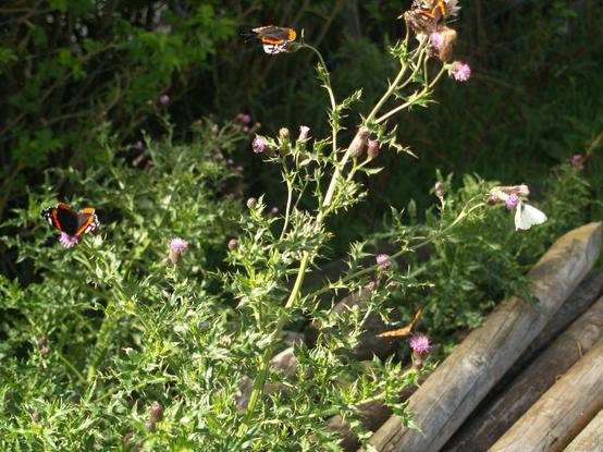 Three red admirals ranged around the left and top of the thistle plant, while a cabbage white feeds centre right and a small tortoiseshell feeds lower right.