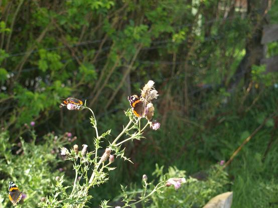 Three red admirals feeding on the thistle plant.